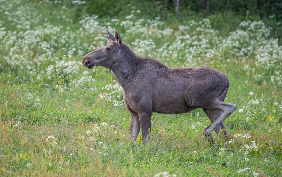 Elgku i profil på en blomstrende eng, med mørk pels og lyse bein.