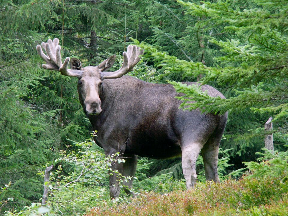 Elgokse med gevir i bast står i granskog og ser rett mot kameraet.
