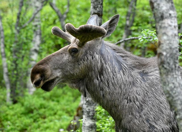 Hodet til en elgokse sett fra siden, med nyvokste gevir dekket av bast og en lang, hengende mule.