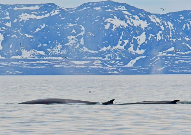 To store finnhvaler ligger med ryggene opp av en blikkstille fjord, med snøflekkete fjell og måker bak. Den nærmeste har en lang, jevn rygg og en bakoverbøyd ryggfinne langt bak på kroppen.