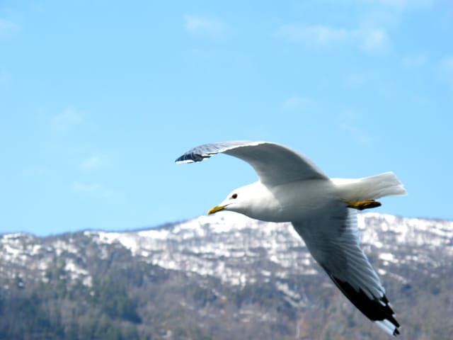 Fiskemåke flyr over en fjord med snødekte fjell bak, sett fra siden og under, med svarte vingespisser med store hvite flekker.