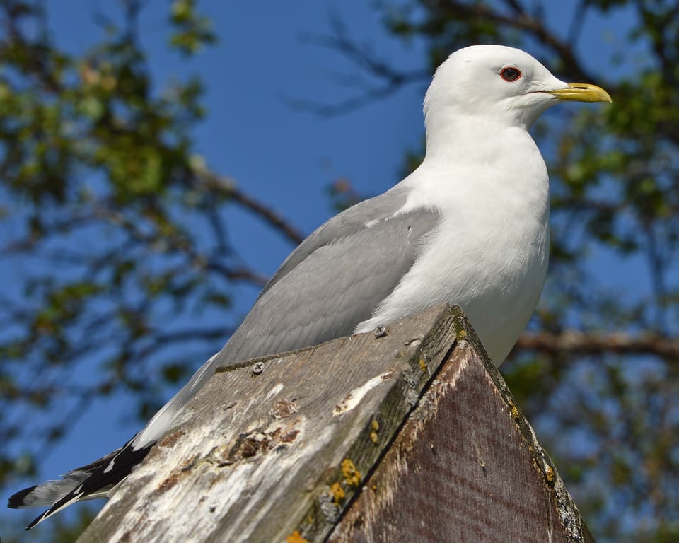 Fiskemåke sitter på toppen av en gammel trestolpe mot blå himmel og grønne løv, med lys grå rygg og gulgrønt nebb.