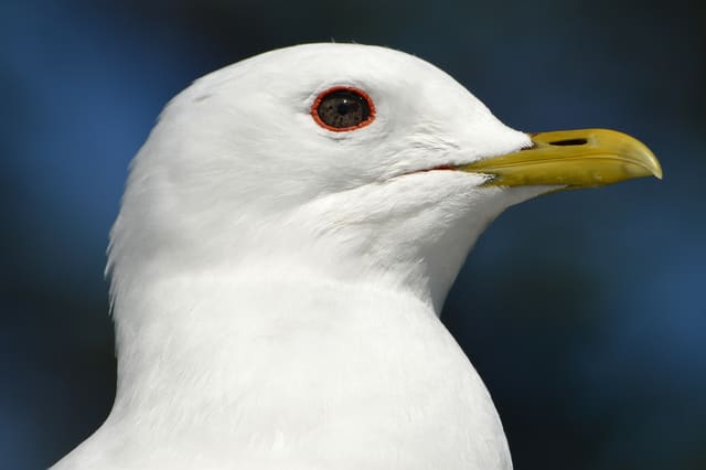 Nærbilde av hodet på en fiskemåke med mørkt øye med rød øyering, og et slankt gulgrønt nebb uten rød flekk.