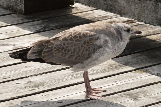 Ung fiskemåke står på en grå trebrygge, med brune skjellmønstrede vinger, mørk halespiss og rosa bein.