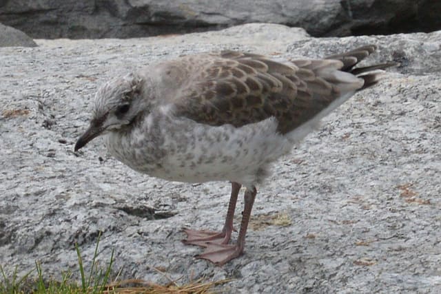 Ung fiskemåke står på en grå stein, brunflekket på ryggen og lysere på hodet og brystet, med rosa bein og et mørkt nebb med lys basis.