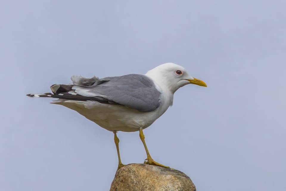 Voksen fiskemåke i hekkedrakt står på en stein mot lys himmel, med lysegrå rygg, gulgrønt nebb uten rød flekk, mørkt øye og gulgrønne bein.