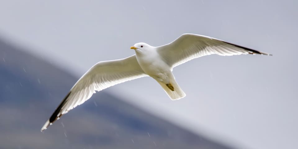 Fiskemåke flyr med utstrakte vinger mot lys himmel, med hvit kropp, lysegrå overside og svarte vingespisser med hvite flekker.