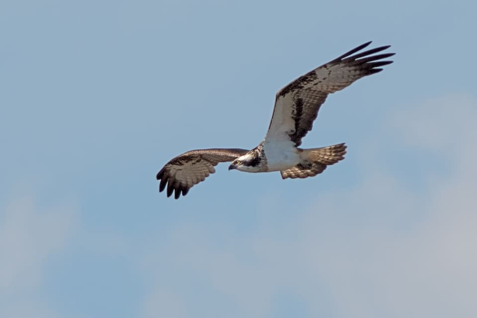 Fiskeørn i flukt sett fra siden mot lys himmel, med en vinge hevet og hodet vendt ned, lys underside og tverrstripet hale.