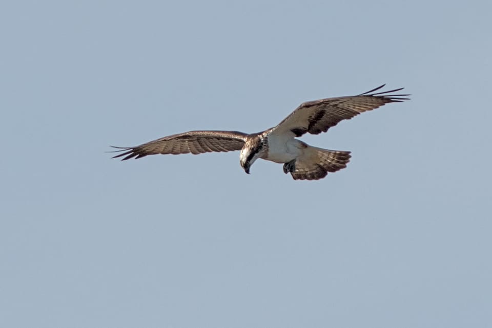 Fiskeørn i flukt mot lysegrå himmel med vingene ut til siden og hodet vendt ned, lys underside og mørke tverrbånd under vingene.