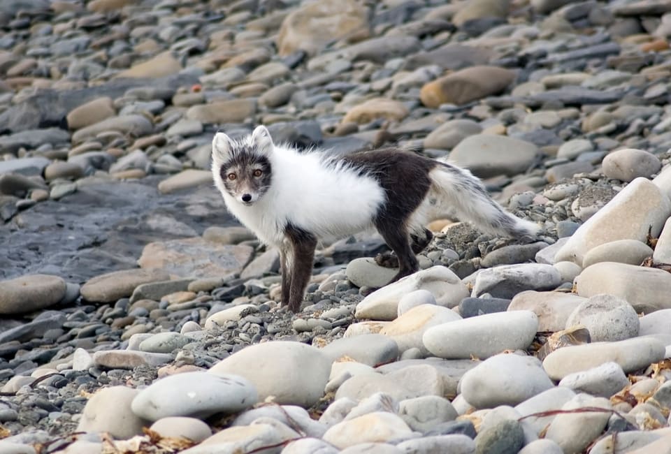 Fjellrev i pelsskifte står på rundt, grått strandgrus, med hvit pels foran og mørk pels bak og på beina.