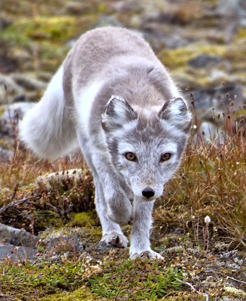 Fjellrev i grå og kremhvit pels kommer gående mot kameraet over tundra, med små, runde ører med lys kant og kort, mørk snute.