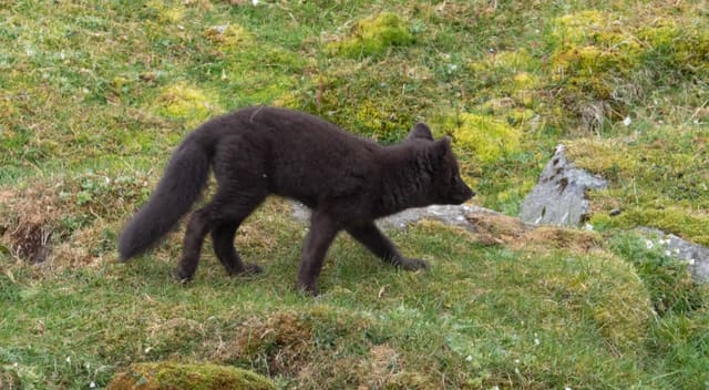 Mørk gråbrun fjellrev av blå fargevariant går over grønn mose, med kort snute, små ører og bustete hale.