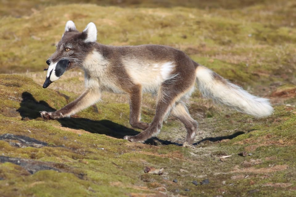Fjellrev i brun og kremhvit sommerpels går over grønn tundra med en svart-hvit fugl i munnen, med lys, bustete hale og korte, runde ører.