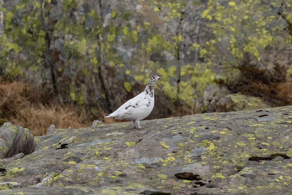 En fjellrype i hvit drakt med mørke flekker står på en grønngul, lavdekt stein.
