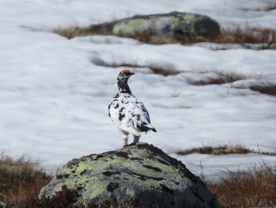 En fjellrype står på en stein med snøflekker. Fjærdrakten er hvit med svarte og brune flekker, og en rød rynke sitter over øyet.