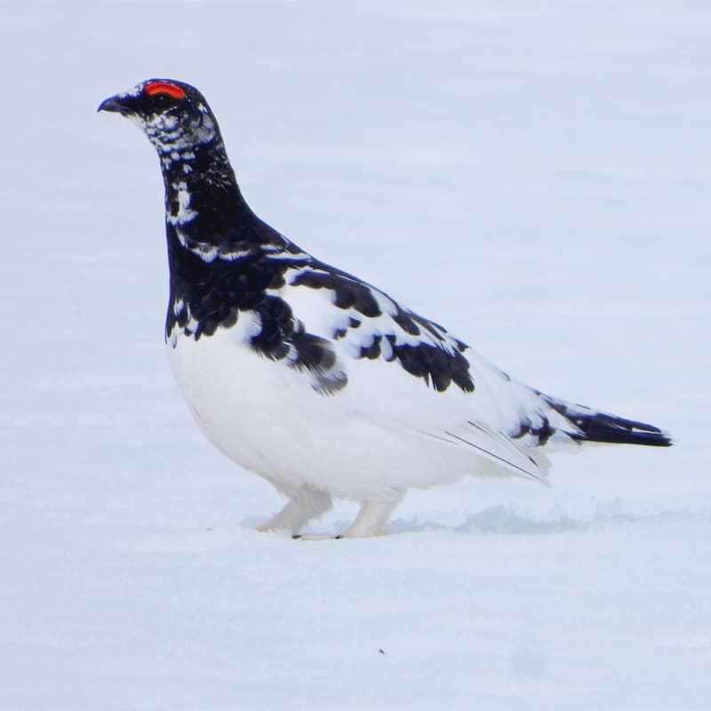 En fjellrypehane i overgangsdrakt står på snø. Kroppen er hvit med svarte flekker på rygg og hals, det er en svart stripe gjennom øyet og en knallrød rynke over øyet, og halen er svart.