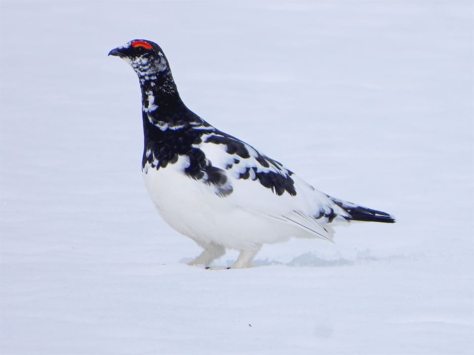 En fjellrypehane i overgangsdrakt står på snø. Kroppen er hvit med svarte flekker på rygg og hals, det er en svart stripe gjennom øyet og en knallrød rynke over øyet, og halen er svart.