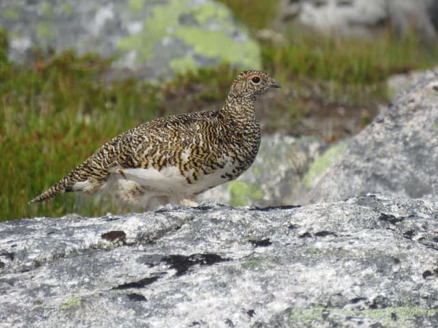 En fjellrypehunn står på en lyngdekt stein. Ryggen er gulbrun med tette svarte tverrstriper, og buken og vingene er hvite.