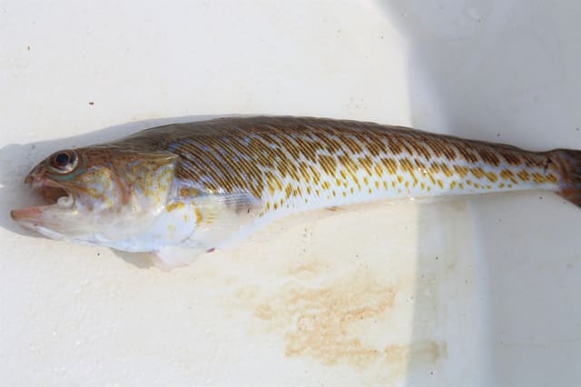 Hel fjesing ligger på en hvit flate. Gule striper langs siden, skrå munn, øye høyt oppe og sort første ryggfinne.