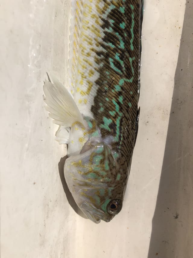 Hel fjesing ligger på et trebrett over en tommestokk. Langstrakt kropp med brune striper og en mørk første ryggfinne.