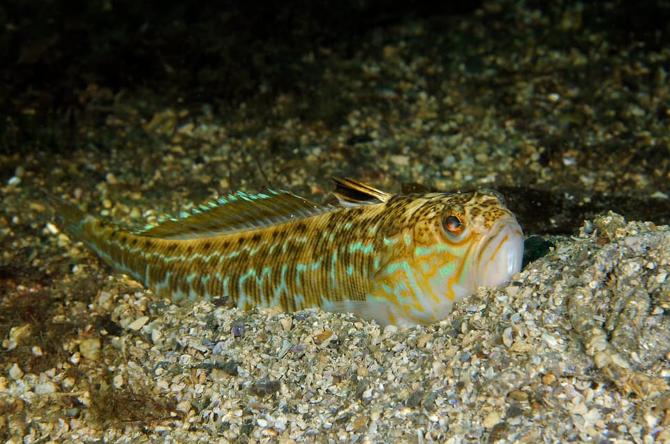 Nærbilde av en fjesing på bunnen, med oransje øye, skrå munn og gule striper. Den svarte første ryggfinnen stikker opp.