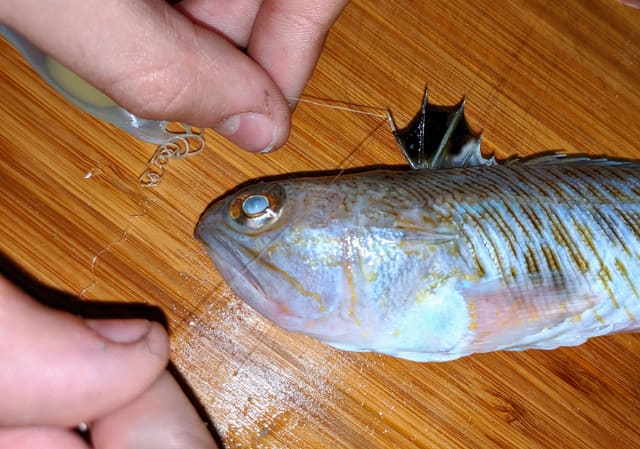 Nærbilde av hodet på en fjesing som holdes mellom fingre på en tre-benk. Skrå munn, øye høyt oppe, striper langs siden og svart første ryggfinne med giftpigger.