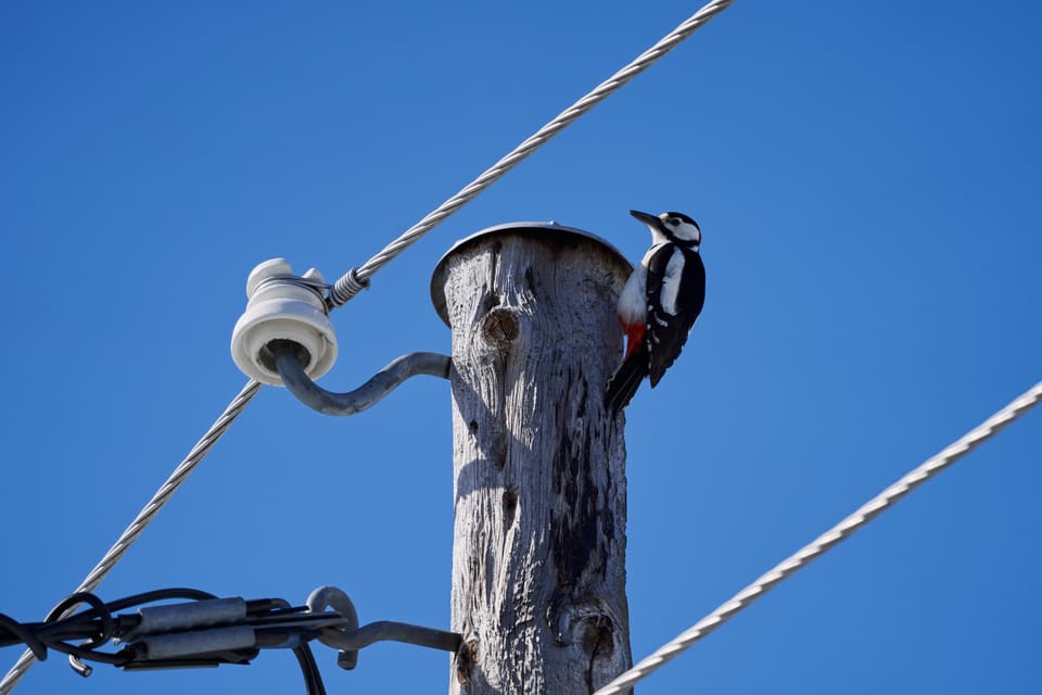 Flaggspett sitter på toppen av en lysegrå stolpe med blå himmel bak og trommer mot metallplaten, mens hvite og røde felt synes.