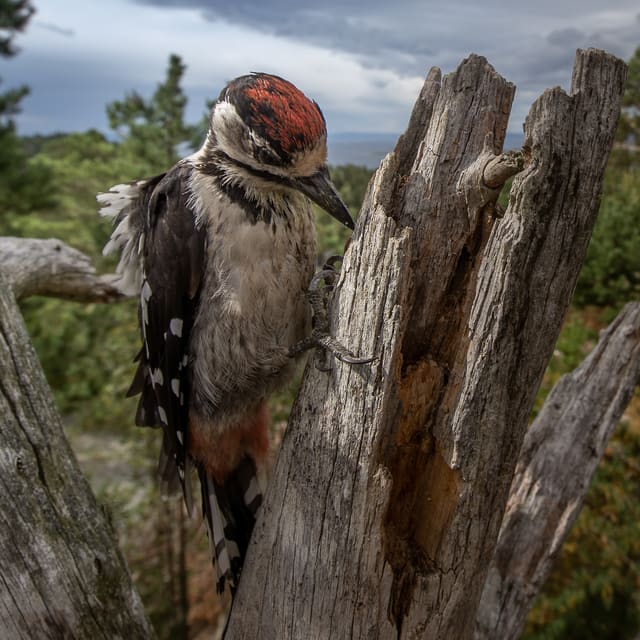 Ung flaggspett klatrer på en tørr, flisete stubbe med rød isse og lys, sotet underside, med lang, spiss nebbspiss og svarte vinger med hvite flekker.