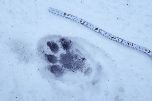 Stort, rundt potespor av gaupe i snø uten tydelige klomerker, med en tommestokk ved siden av for å vise størrelsen.