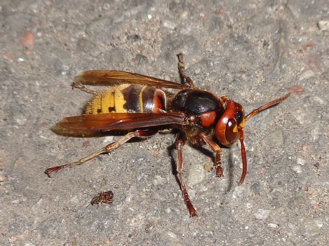Geithams på grå grus sett fra siden, med rødbrunt hode og bryst, gul bakkropp med svarte flekker og lange, brune vinger.
