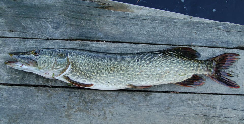 Gjedde i full lengde på en grå planke, sett fra siden: lang kropp med lyse flekker i rader, bakoverplassert ryggfinne og rødbrune finner.