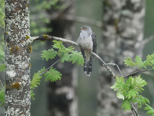 Gjøk sitter på en bjørkegren og ser mot kameraet, med grått hode og bryst, tett, mørk tverrstripe over hvit buk, gult øye og en lang, mørk hale med hvite flekker.