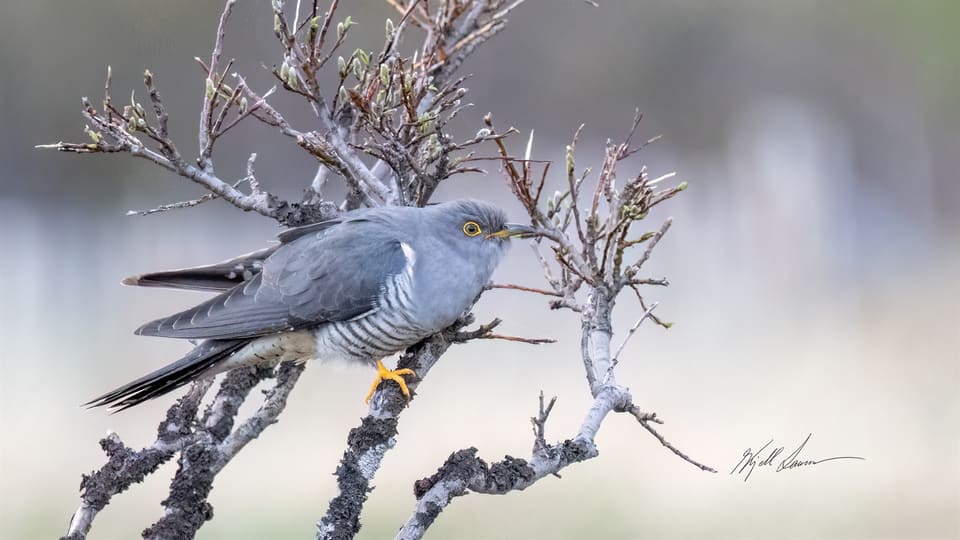 Gjøk sitter på en tørr kvist med lysegrå rygg, hvit tverrstripet buk og gule øyne, fot og nebbrot.