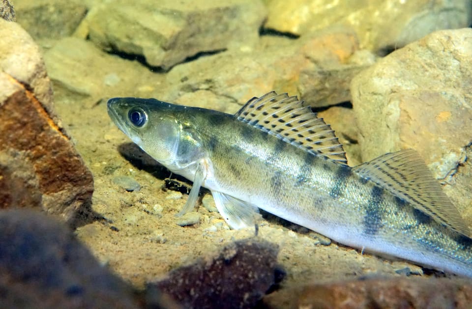 En ung gjørs ligger på bunnen mellom steiner. Kroppen er sølvgrå med mørke tverrstriper, og ryggfinnene har rader av svarte prikker.