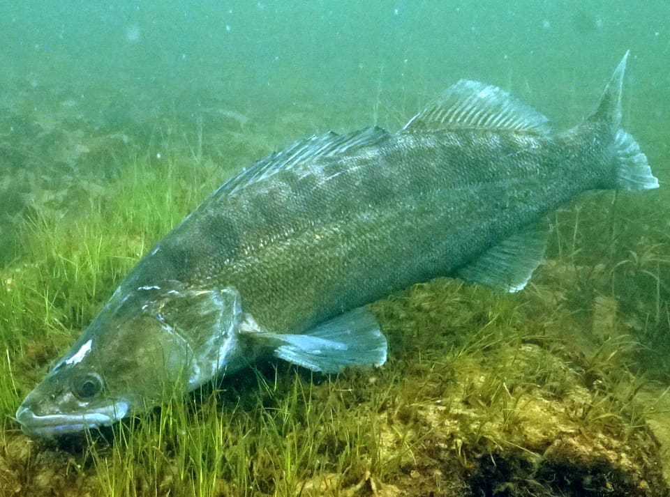 En gjørs, en lang og slank rovfisk med grågrønn rygg, svømmer like over en grasbevokst bunn. Den har to separate ryggfinner og et spisst hode med stor munn.