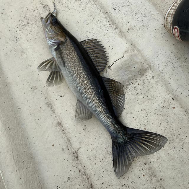 En gjørs ligger på en lys flate. Begge ryggfinnene står opp med synlige pigger, brystfinnene er brede og halefinnen er stor og tydelig tegnet.