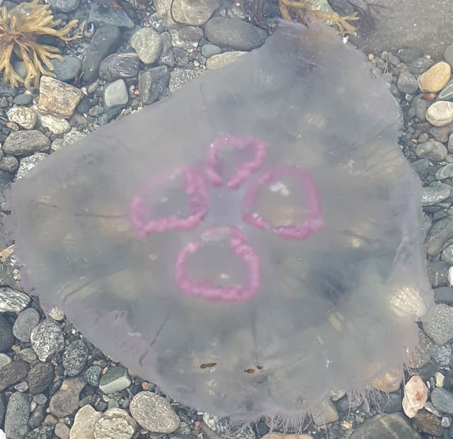 Nærbilde av en glassmanet på grusbunn med fire rosa, hesteskoformede kjønnsorganer.