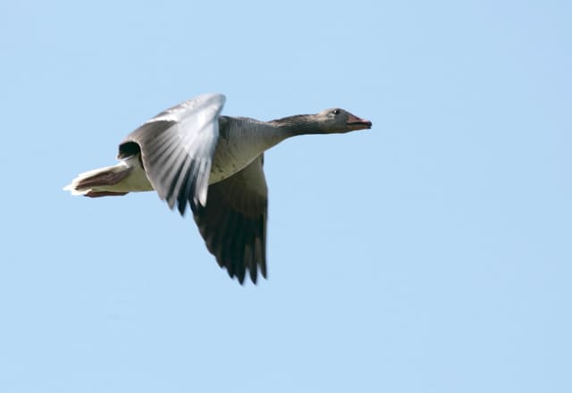 Grågås flyr mot blå himmel med vingene løftet, lysegrå forvinge og mørkere svingfjær og et oransje nebb.