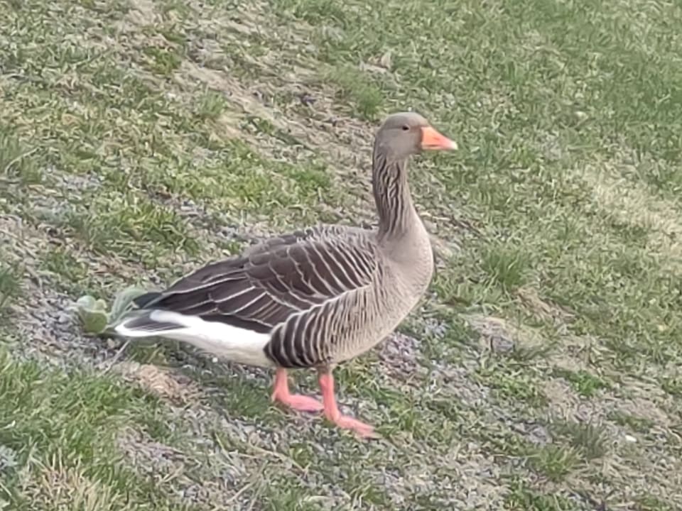 Grågås står på en gresskledd bakke og ser mot høyre, grå og brun med lyse kantstriper i vingen, oransje nebb, rosa bein og hvit undergump.