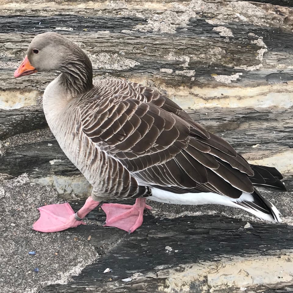 Grågås på en sprukken fjellflate med rosa svømmeføtter, oransje nebb og grå vinge med lyse striper.