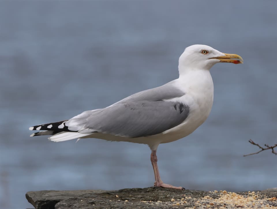 Gråmåke står på en stein ved sjøen, sett fra siden med hvit buk, lysegrå rygg og svart-hvit halespiss.