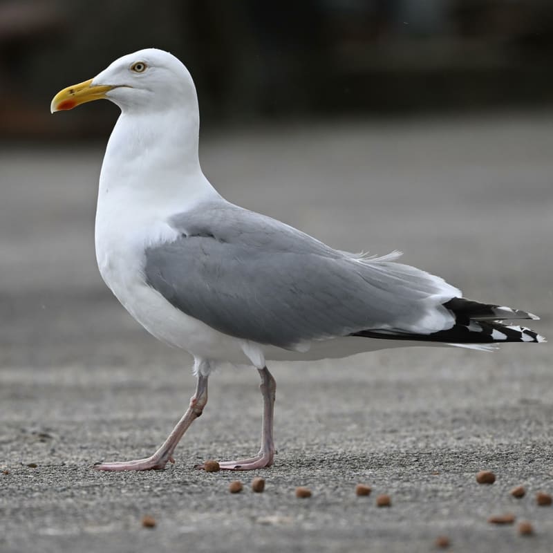 Voksen gråmåke går på grus og ser mot venstre, med lysegrå rygg, svarte vingespisser med hvite flekker, gult nebb med rød flekk og rosa bein.