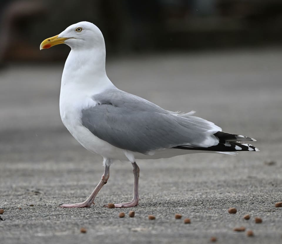 Voksen gråmåke går på grus og ser mot venstre, med lysegrå rygg, svarte vingespisser med hvite flekker, gult nebb med rød flekk og rosa bein.