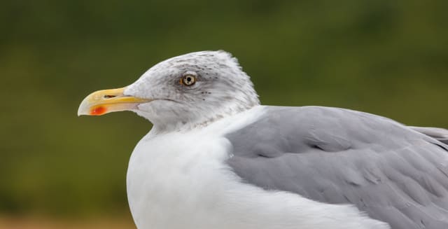 Nærbilde av hode og nebb på en gråmåke i fjærskifte om høsten, med gult nebb, rød flekk nær spissen, lys øyefarge og noen striper på hodet.
