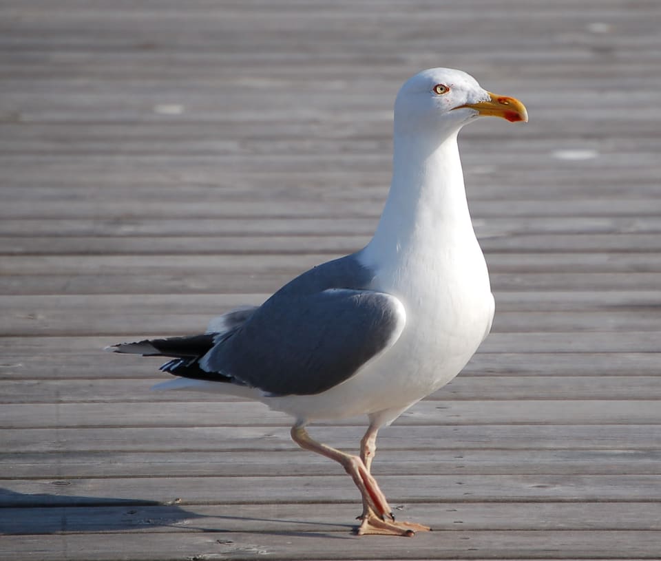 Gråmåke går på en trebrygge i lav sol, med lys grå rygg, svarte vingespisser og gult nebb.
