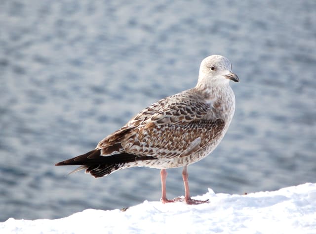 Ung gråmåke i andre år står på snø, med brune og lyse flekker i vingene, lysere hode og mørk halespiss.
