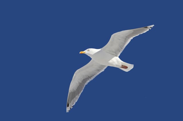 Gråmåke flyr mot blå himmel sett nedenfra, med lys underside og svarte vingespisser med hvite flekker.