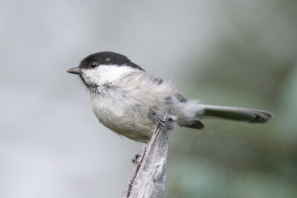 Granmeis sitter på en grå, tørr stubbe med sotsvart isse, stor hvit kinn, svart hake og en lang, smal hale.