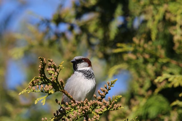 Gråspurvhann sitter i en thuja, med grå isse, rødbrunt bånd ved øyet, hvit kinn og svart hake og bryst.