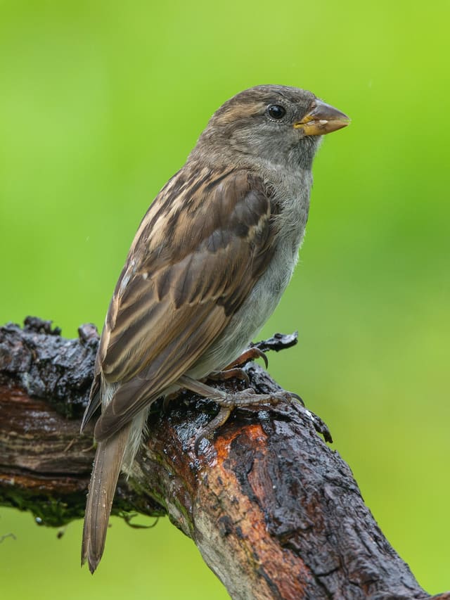 Gråspurvhunn sitter på en gren i profil, jevnt grå- og gulbrun med lyse streker på ryggen, bleik strek over øyet og uten svart i hodet.